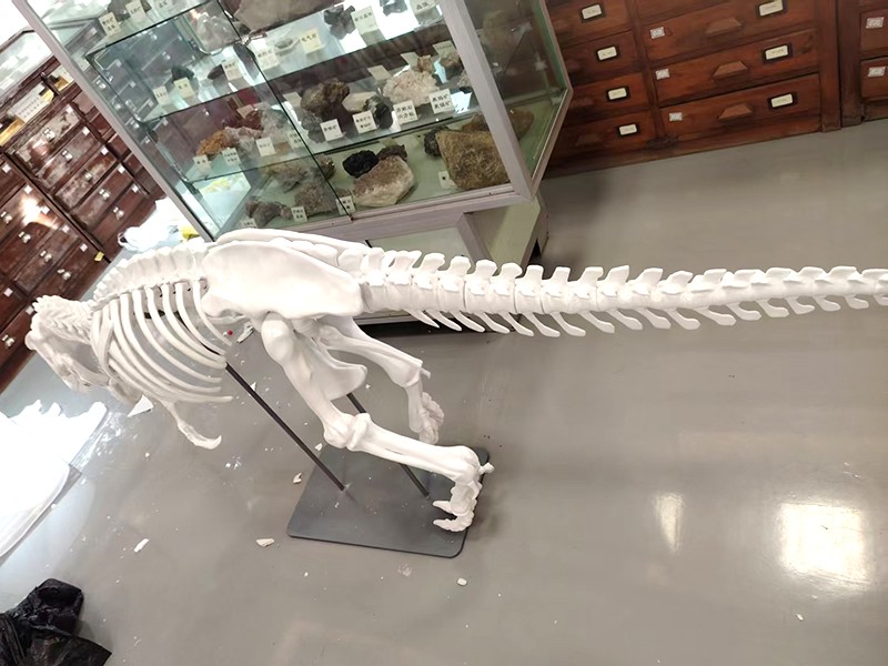 霸王龙可拆装骨架模型